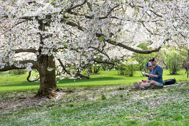 Flowers blooming as students read underneath