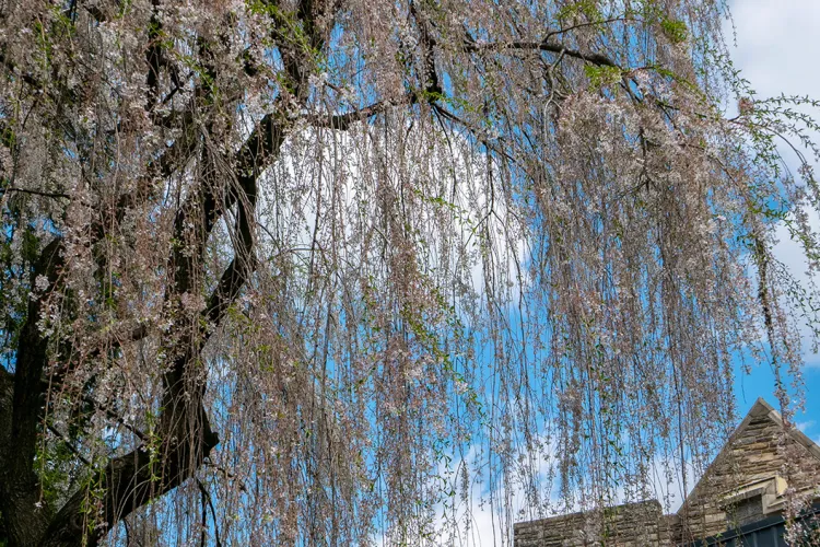 Tree with dangling branches in Worth courtyard