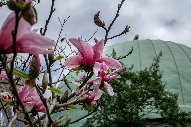 Pink flowers in foreground with observatory in background