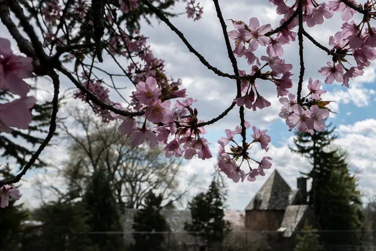 Pink flowers bloom on tree in foreground