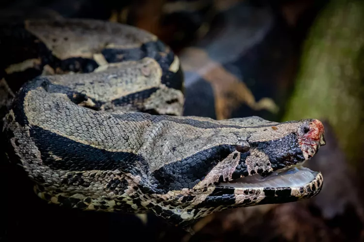 Boa Constrictor in Jungle, 2019