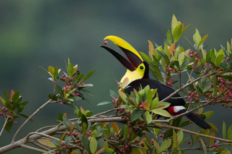 Chestnut-mandibled Toucan, 2012k