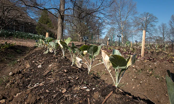Plants growing in the class garden