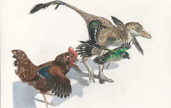 Dinosaurs and birds