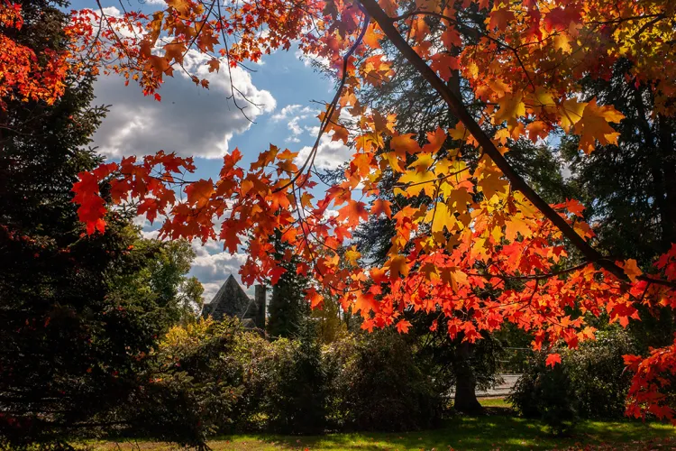 Leaves change to red and orange in the fall