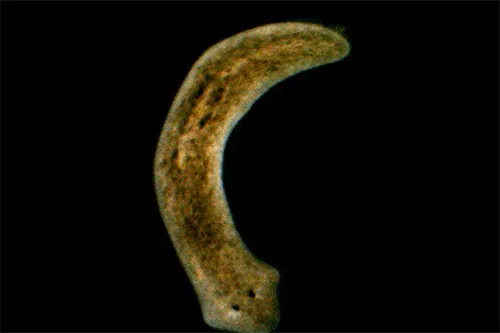 Flatworm