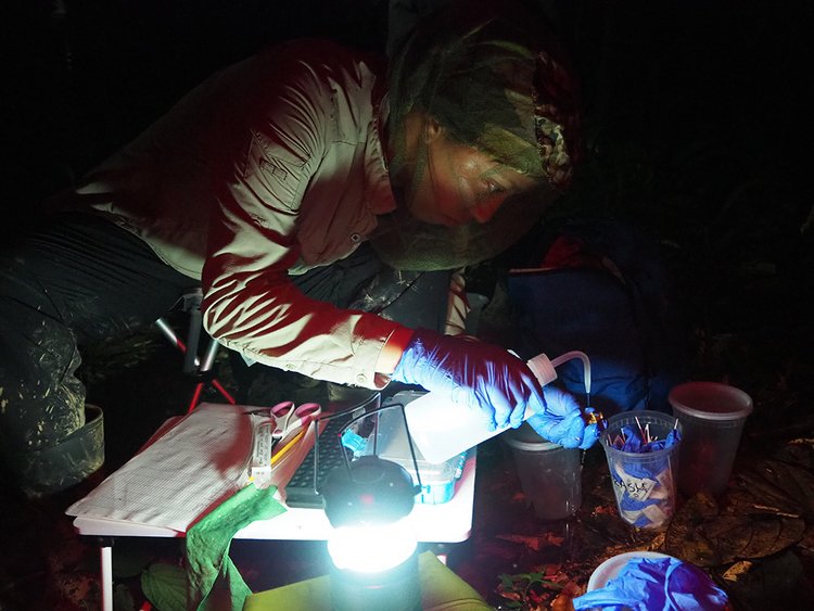Biologist does field work at night: holding a bottle and pouring a chemical