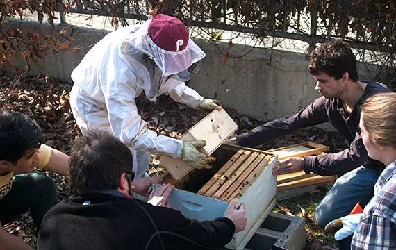 Assistant Professor of English Literature Lara Cohen works on the hive with students.