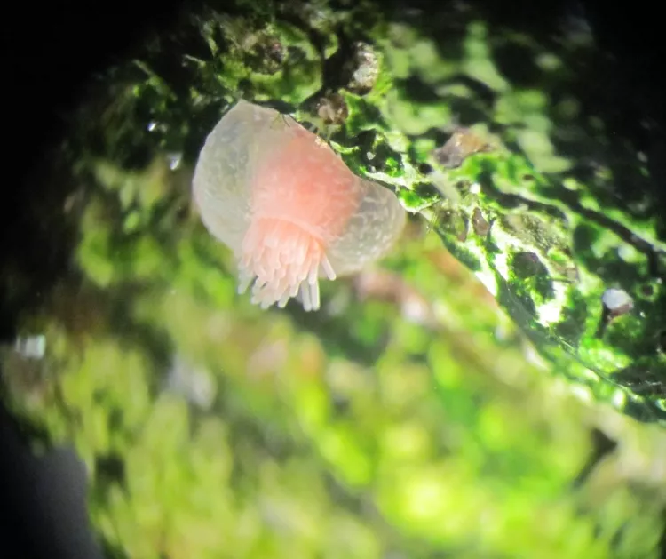 Anthozoan