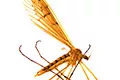 Crane flies