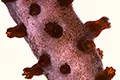 alt An octocoral of the genus Leptigorgia