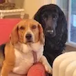 Ruff