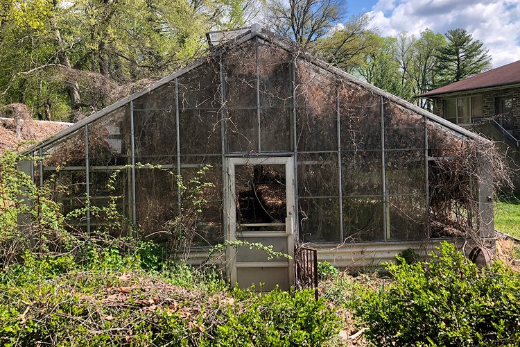 Overgrown greenhouse amid branches and foliage