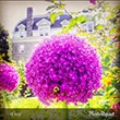 Flower in front of Parrish Hall