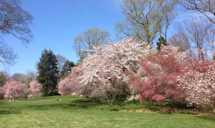 Cherry trees in blossom on Swarthmore's campus