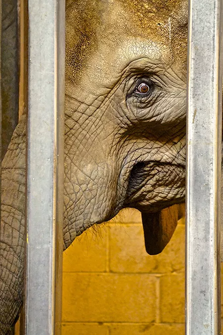 An African elephant