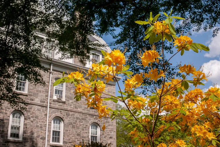 Yellow flowers in foreground in front of Parrish Hall in background.