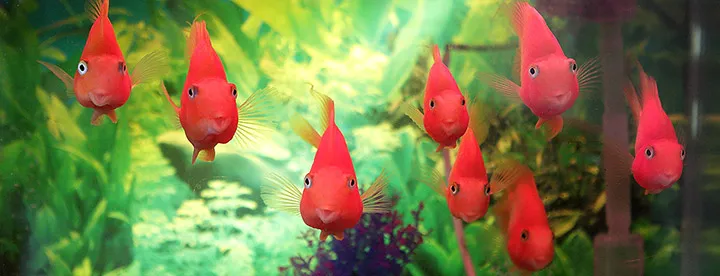 A school of goldfish