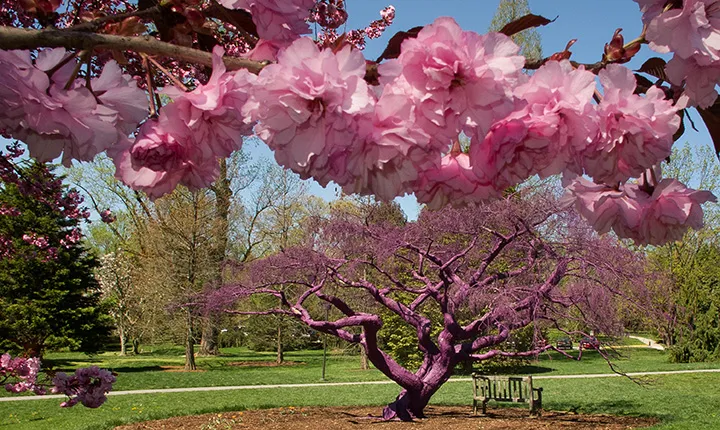 Flowers in bloom in front of purple tree.