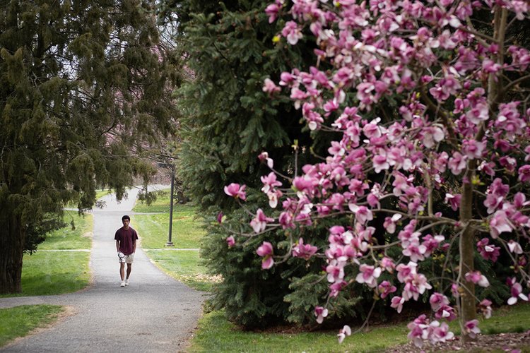 Student walks on path near blooming pink flowers