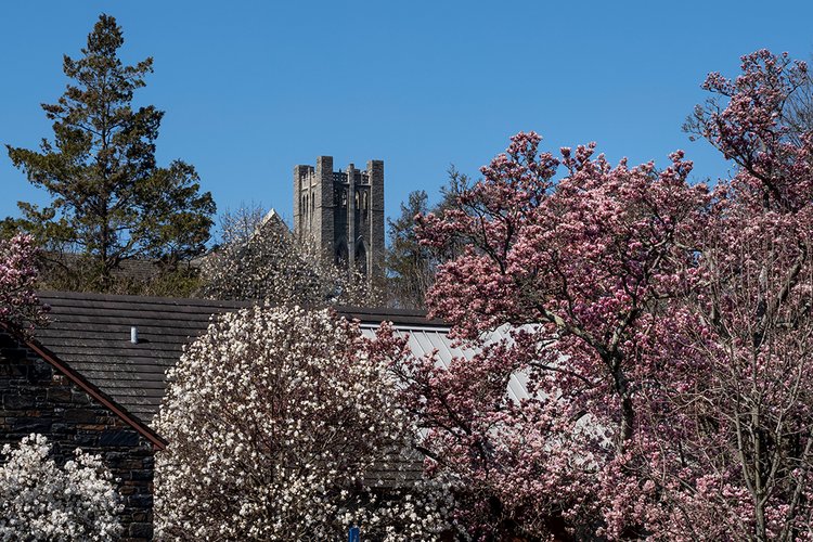 Clothier Tower in background with flowers blooming near Sharples in foreground