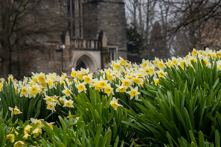 Yellow daffodils in foreground under gray sky