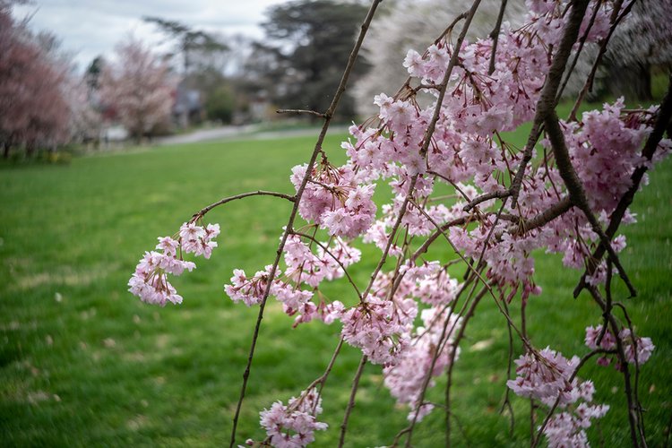 Pink flowers blooming on hanging branches in foreground