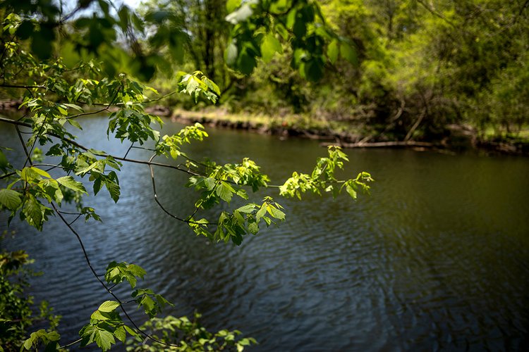 Tree branch with leaves in foreground, Crum creek in background