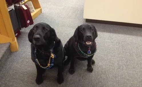 Bookstore Dogs
