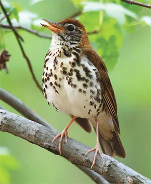 Wood Thrush