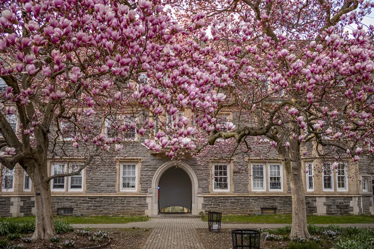 Cherry blossom trees in full bloom