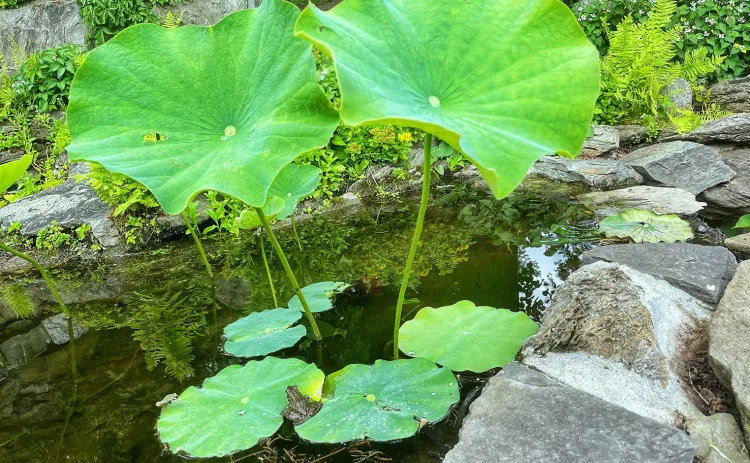 nature photo