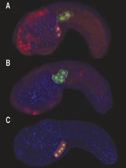 Davidson Lab Embryos