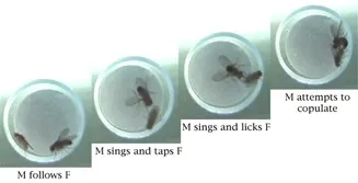fruit fly courtship