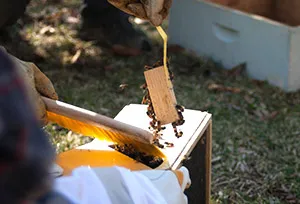 bee colony