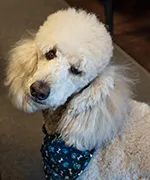 Izzy the therapy Dog