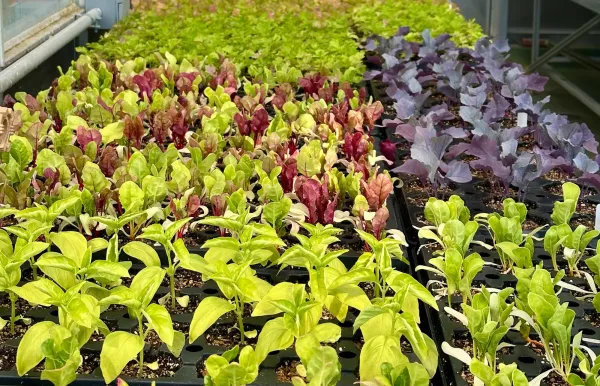 Image of Lettuce Crops