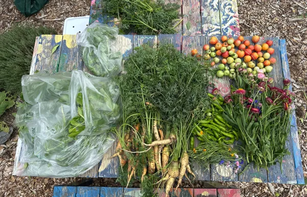 Image of heirloom carrots and tomatoes