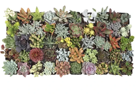 This image depicts a tray of a variety of succulents