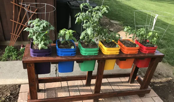 numerous containers with soil and plants growing inside them
