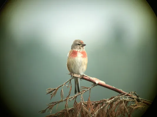 orange and white bird on a branch