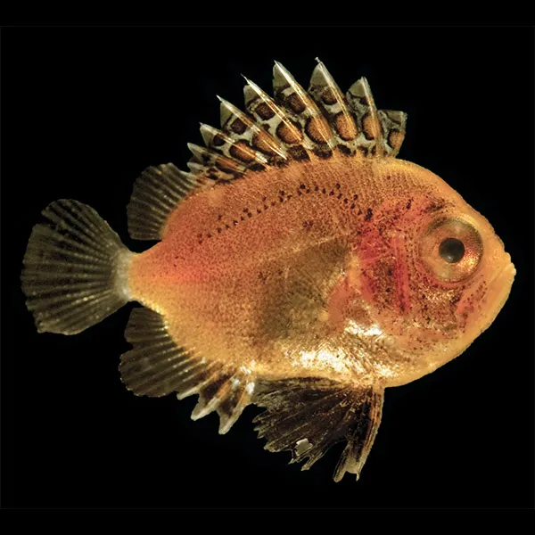 fish