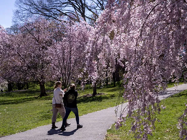students walking under flowering trees
