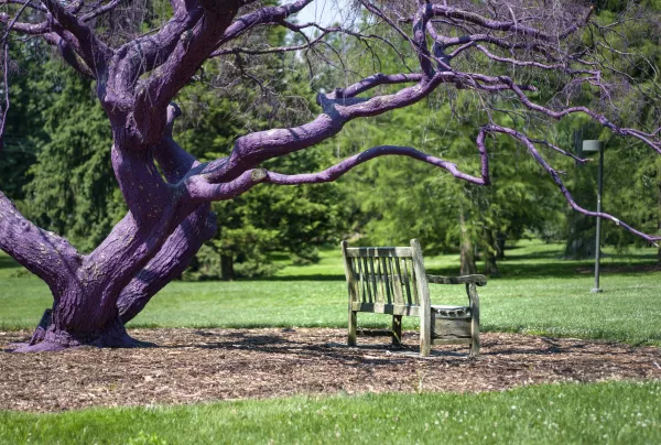 purple tree