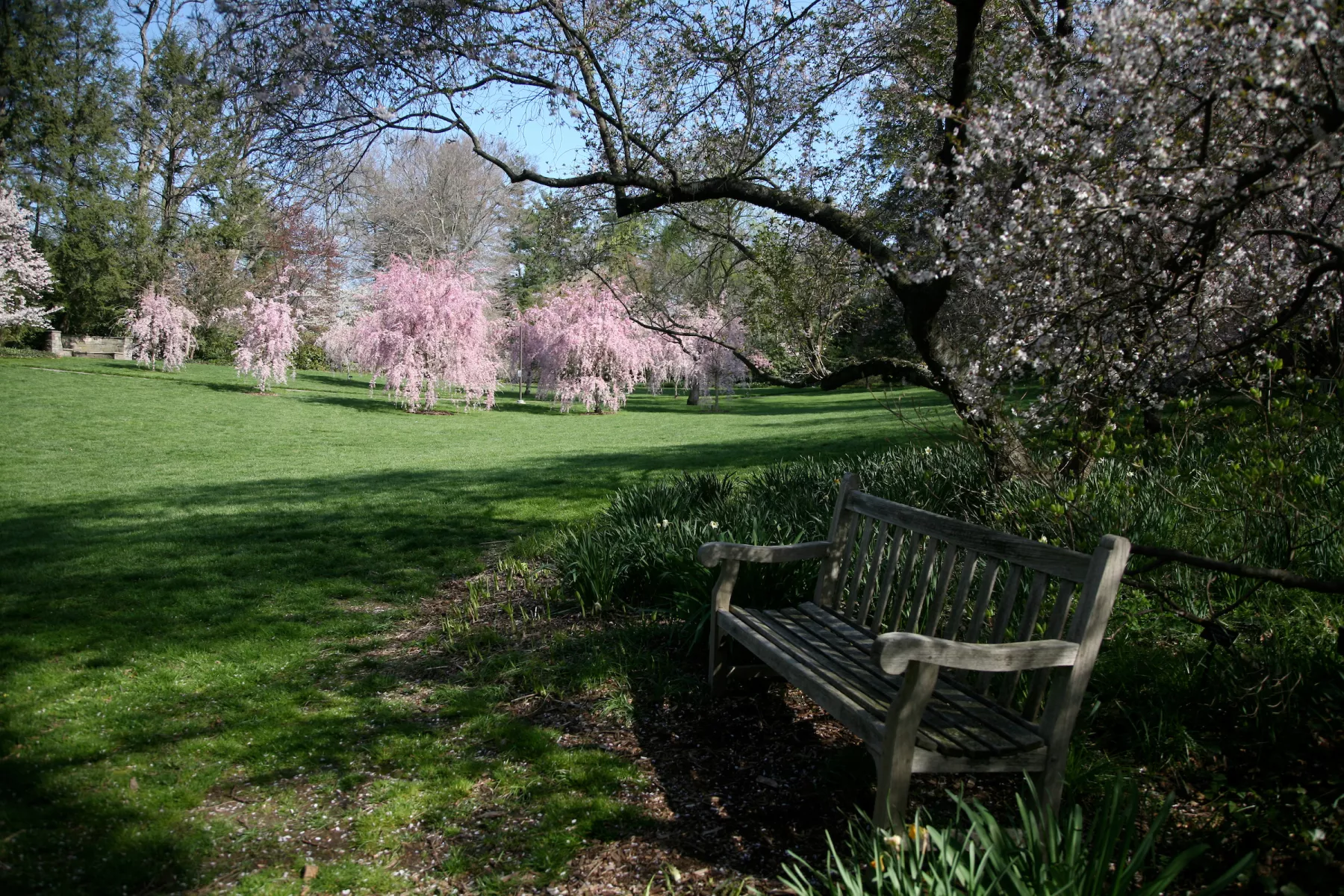 campus bench in front of blossoming trees