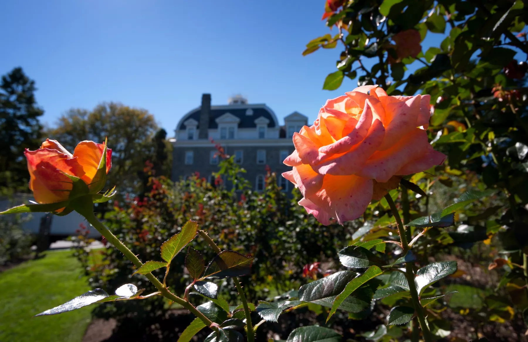 Dean Bond Rose Garden next to Parrish Hall