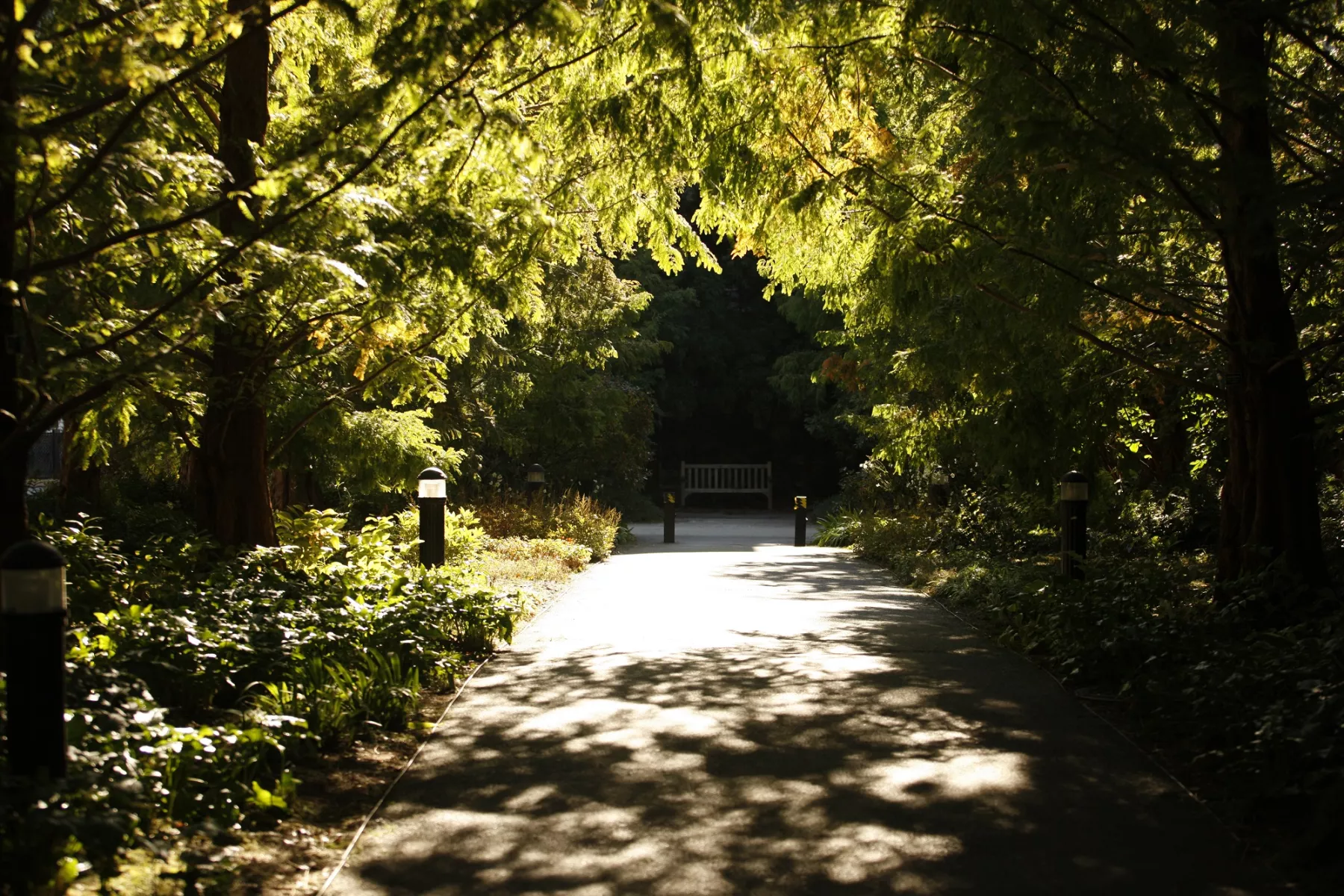 walkway lined by trees