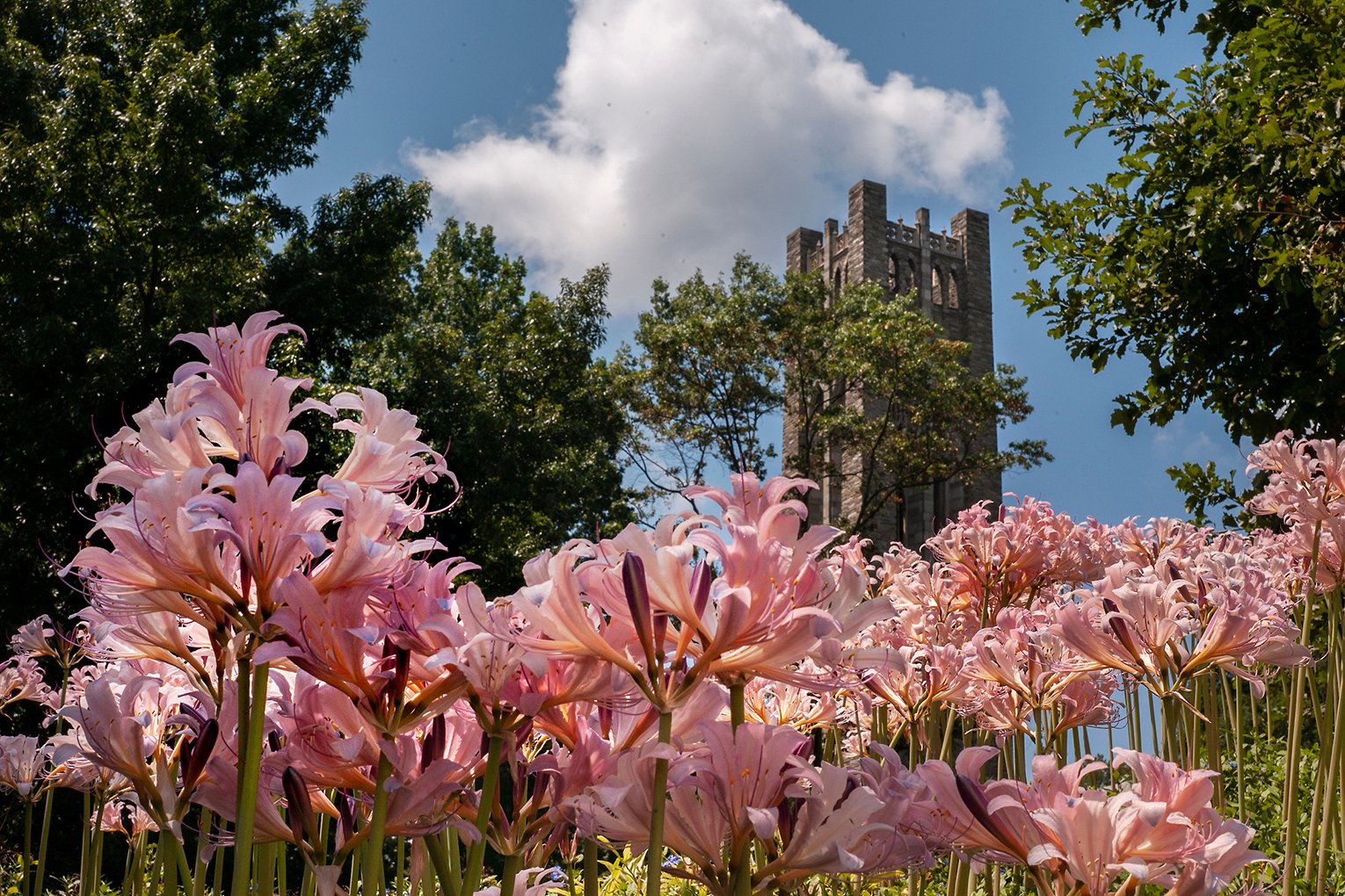 Pink lowers in foreground with bell tower in background