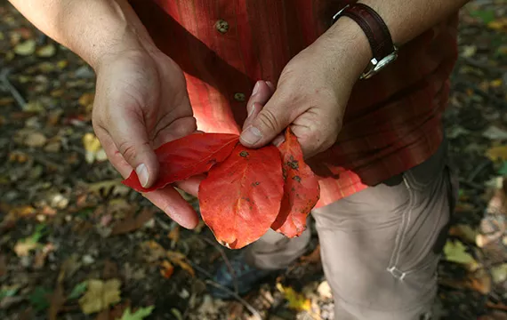 Herbarium