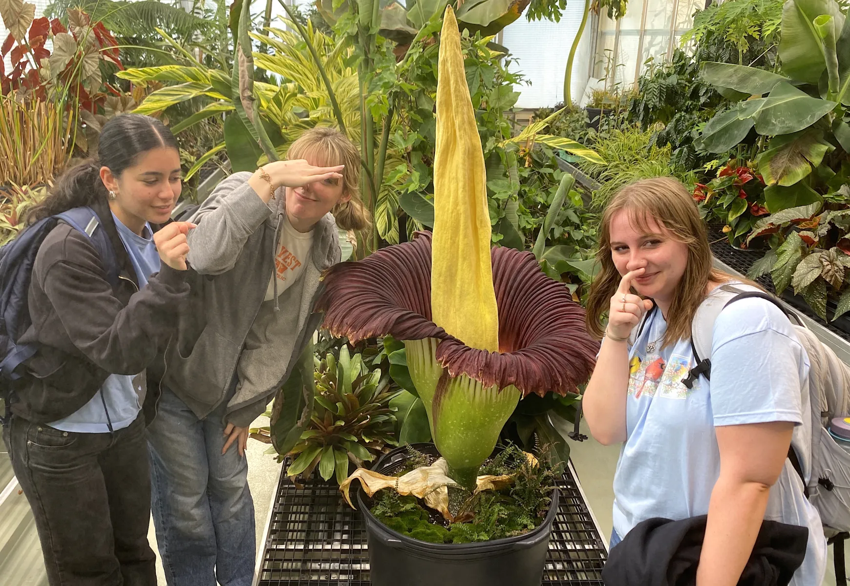 corpse flower bloom 2025